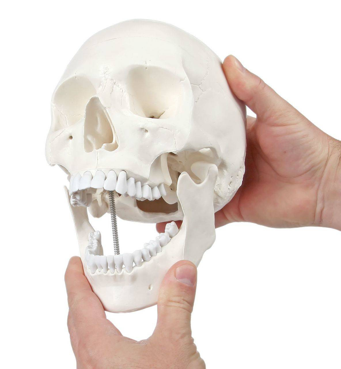 Axis Scientific - 3-Part Life-Size Human Skull Anatomy Model