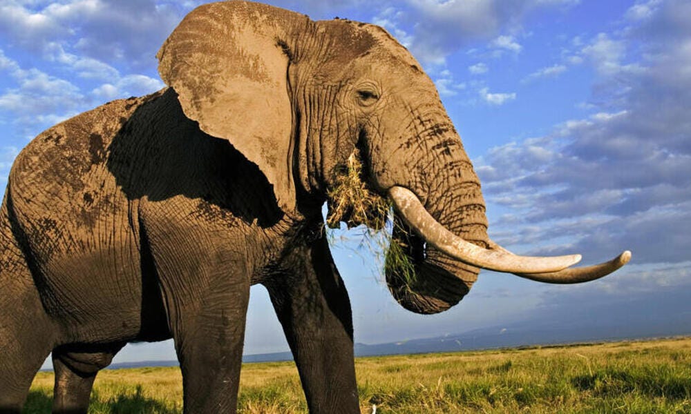 Elephant | Species | WWF