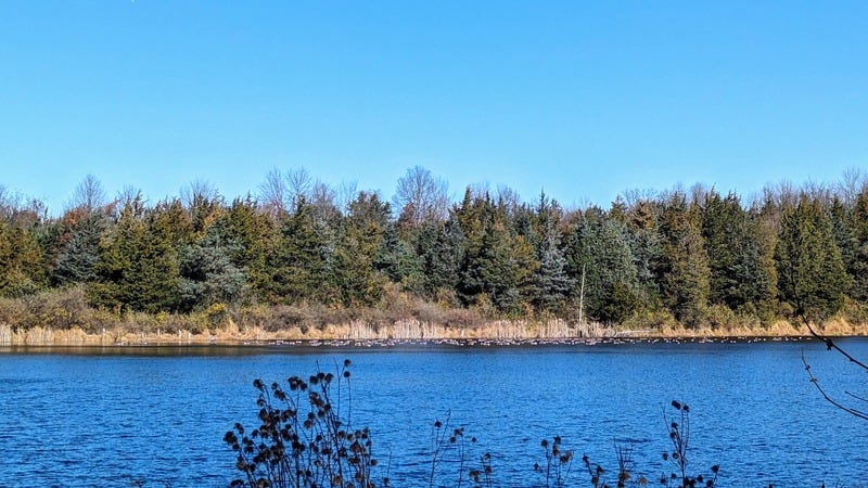 Photo of a lake with cedar trees in the background and geese floating on the water