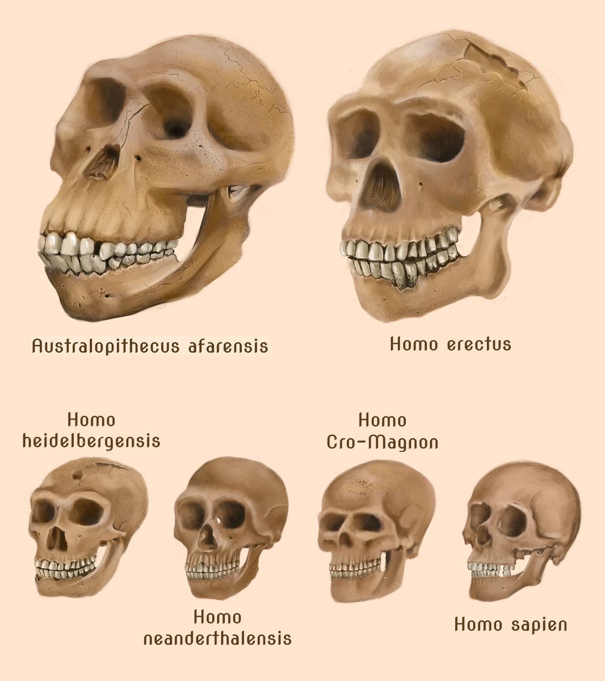 Evolution Of Human Skull – NBKomputer