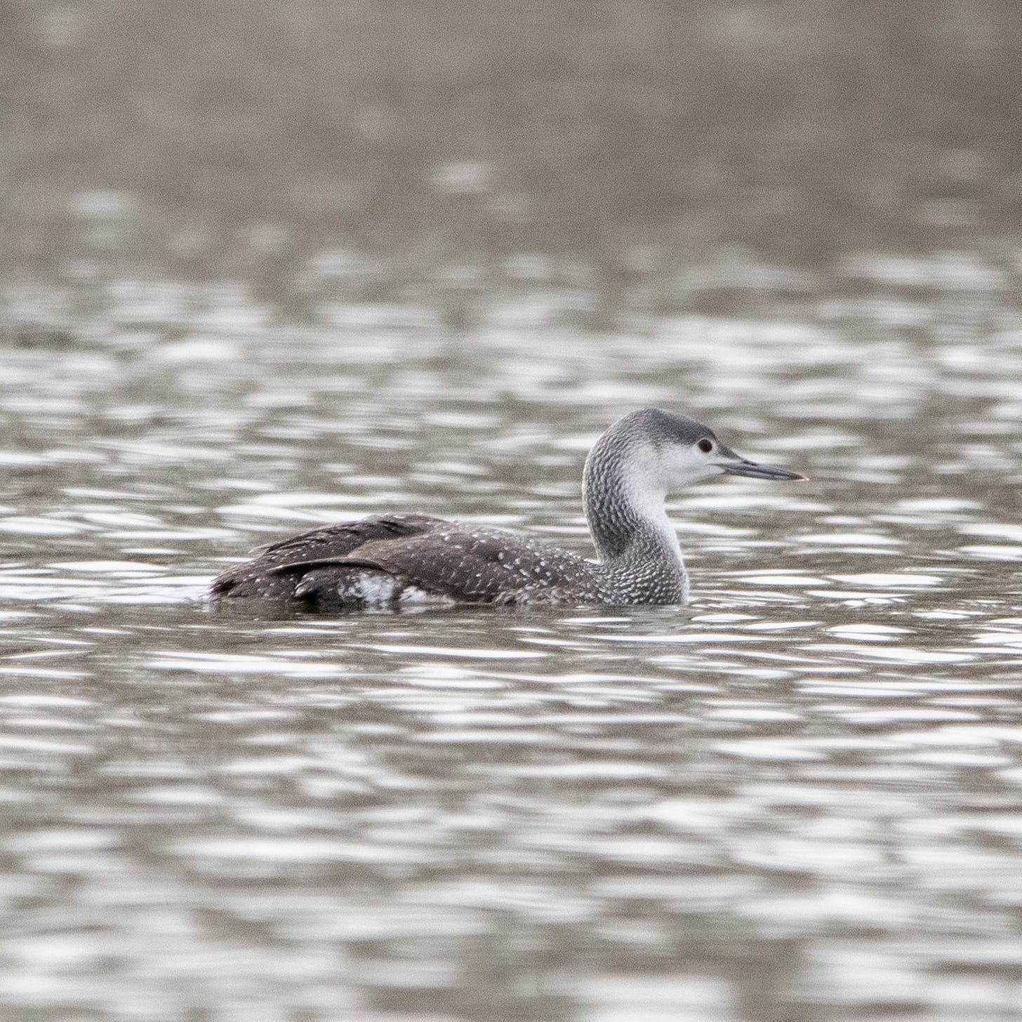 A bird with a speckled silver back and a white underneck swims through gray-green water.