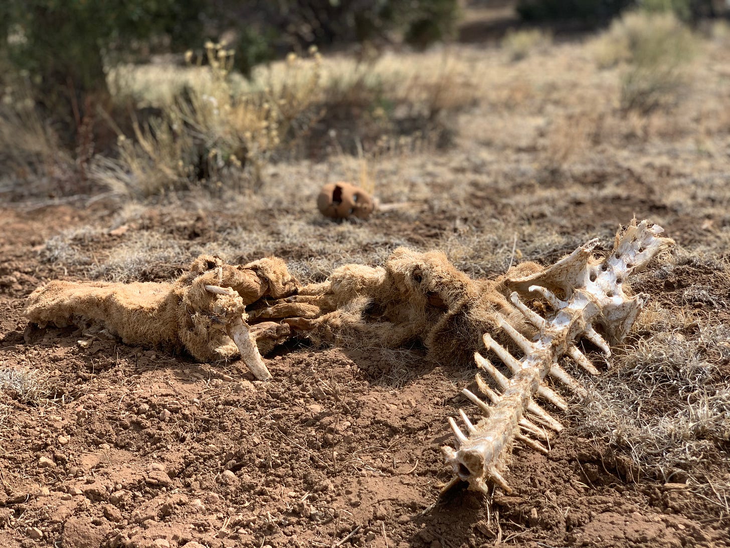 A spine and a hide on a high desert floor with a dolls head in the background