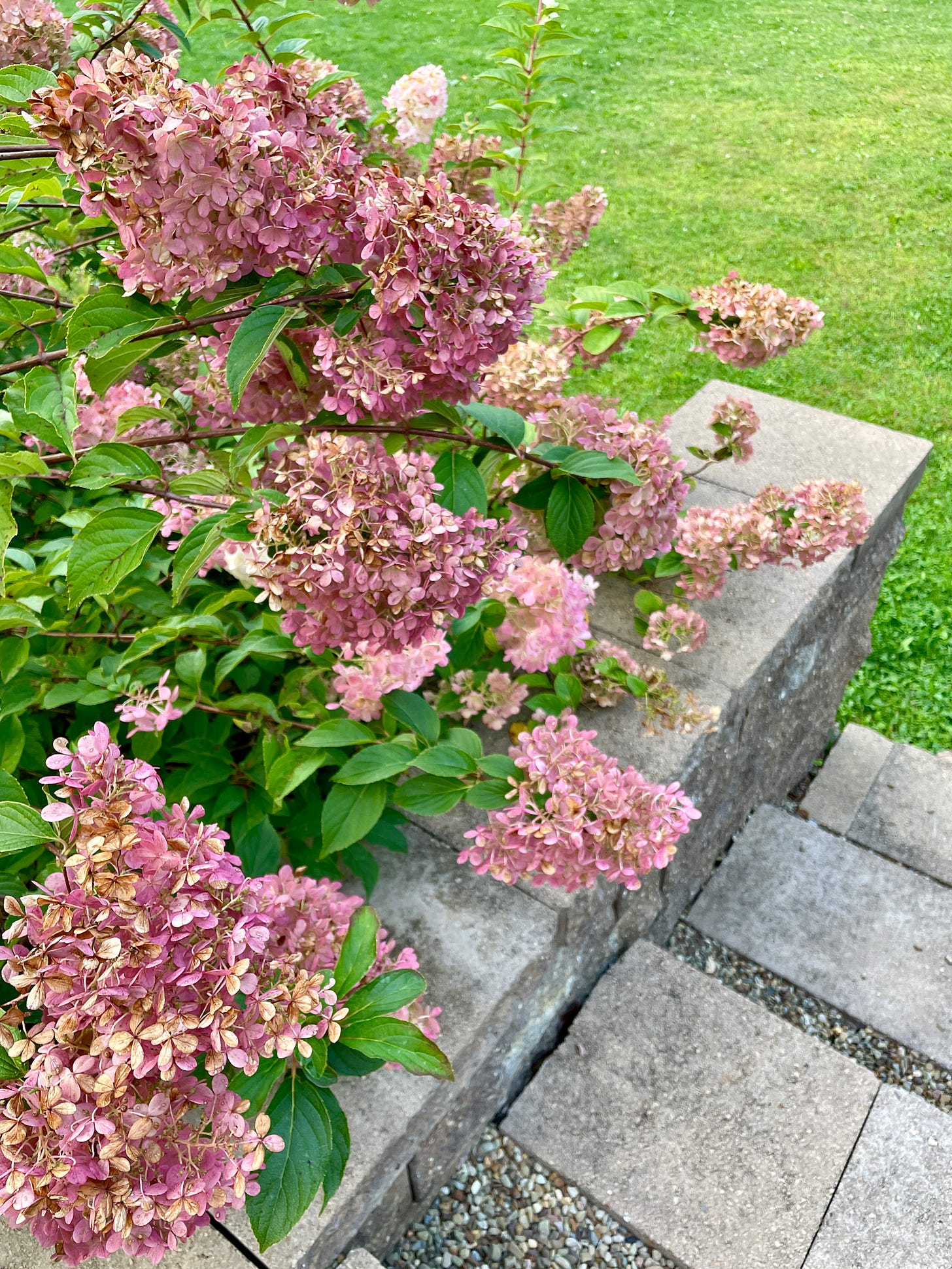 Hydrangea ‘Vanilla Strawberry’ as a transition from the Fruit Tunnel to the lawn.