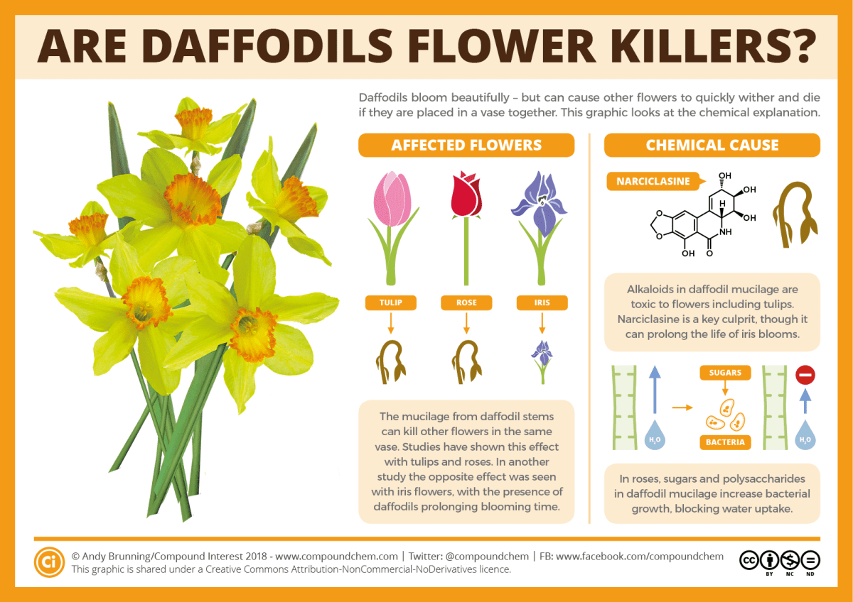 Infographic titled 'are daffodiils flower killers?'. The graphic highlights how daffodils can cause other flowers such as tulips and roses to wither quickly if they are placed in a vase together. Toxic alkaloid compounds in daffodil mucilage are to blame.
