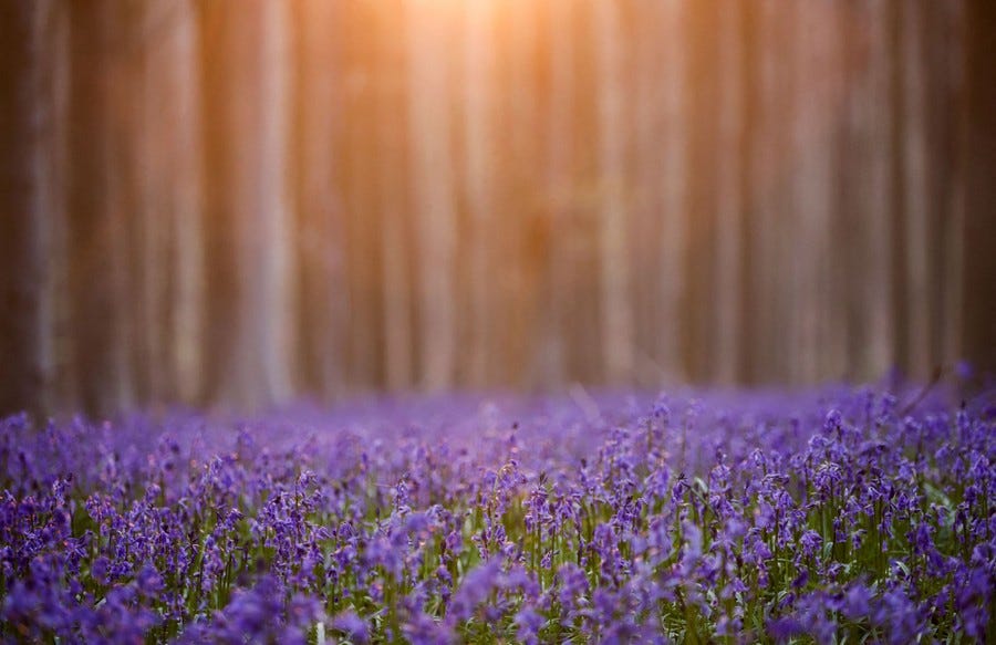 A close view of a field of bluebells in a forest
