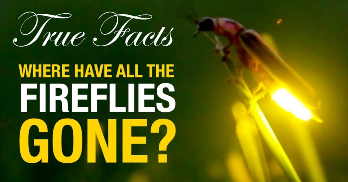 Fireflies