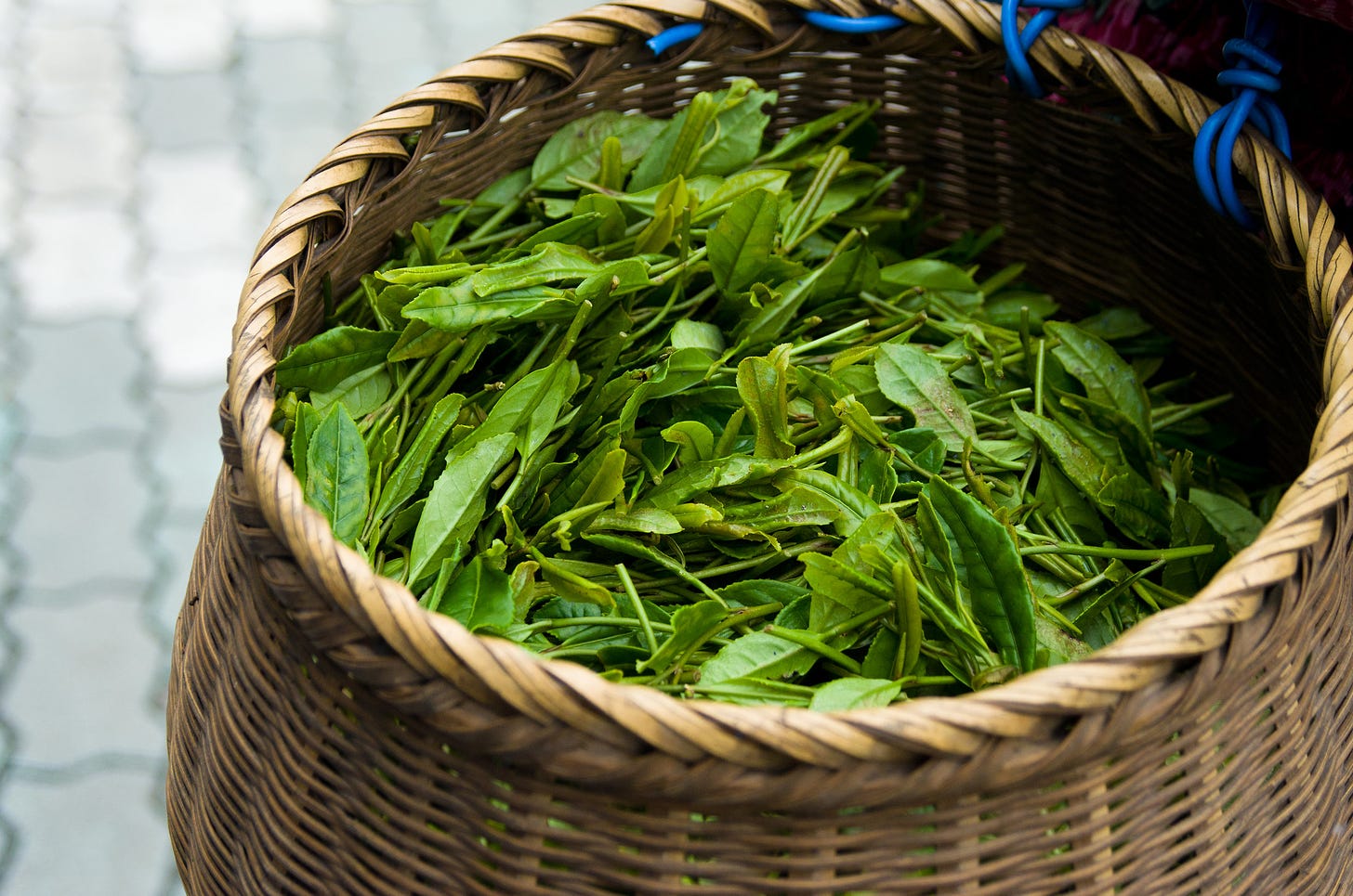 ID: Freshly picked green tea leaves