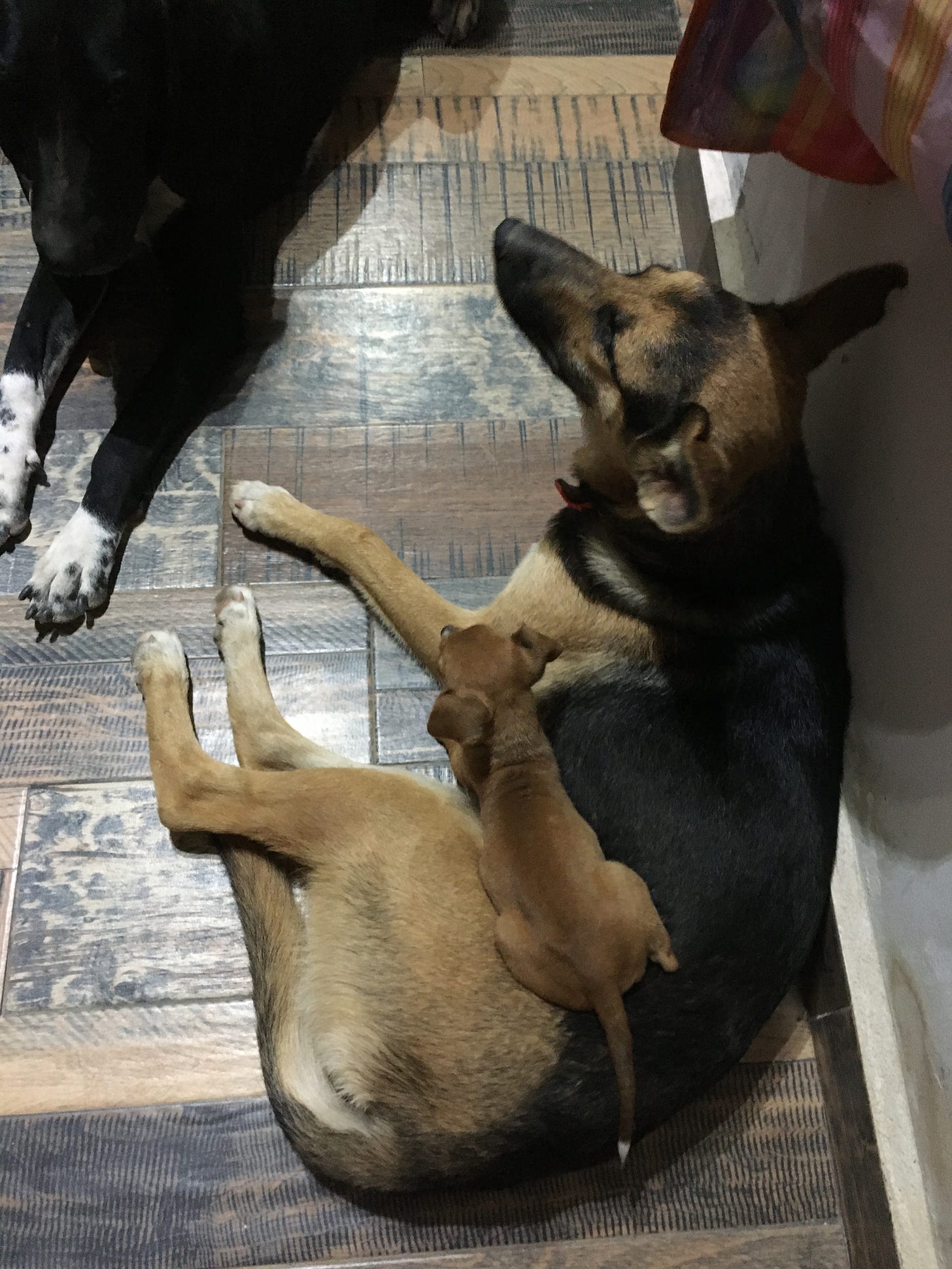 A German Shepherd sitting on the floor with a chihuahua puppy perched on her hip.