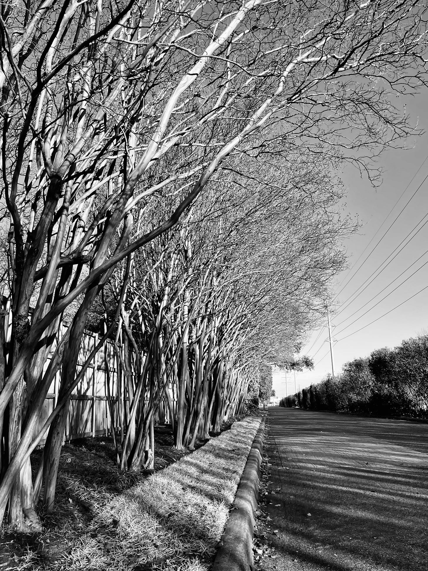 A black-and-white photograph of a row of crepe myrtle trees planted inside a curb that runs along a residential street