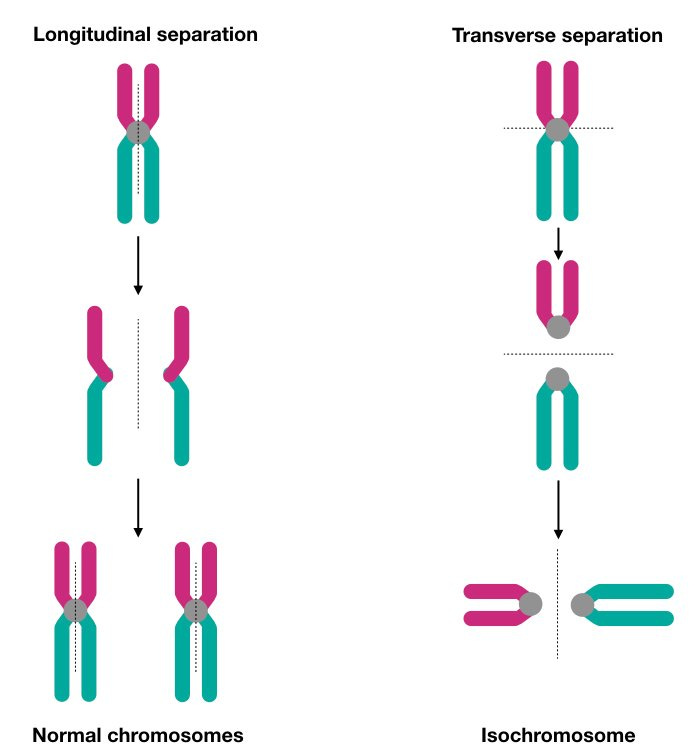 What is an Isochromosome?- Definition, Mechanism and Aberrations –  KaryotypingHub