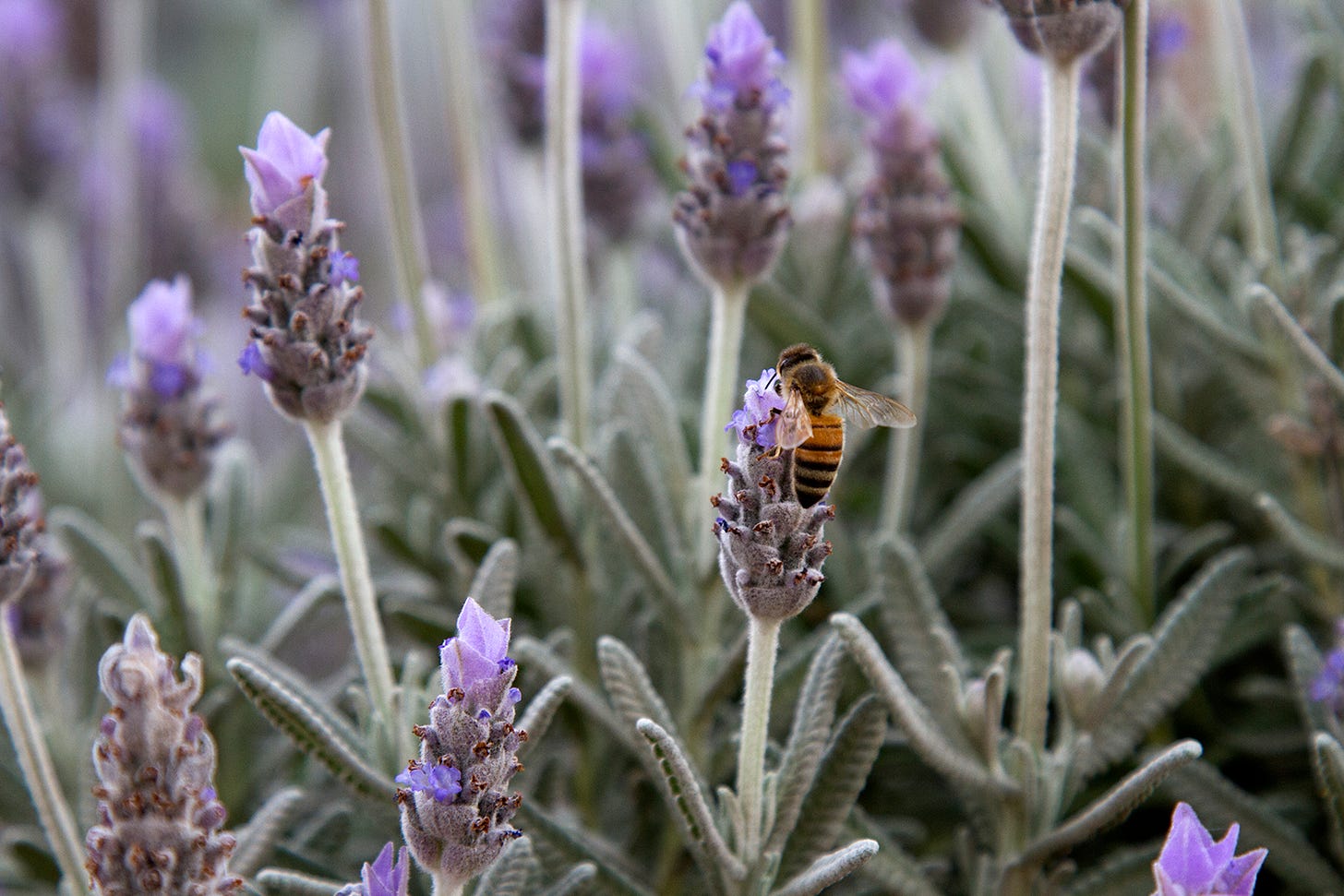 A bee gathers pollen from a lavender flower.