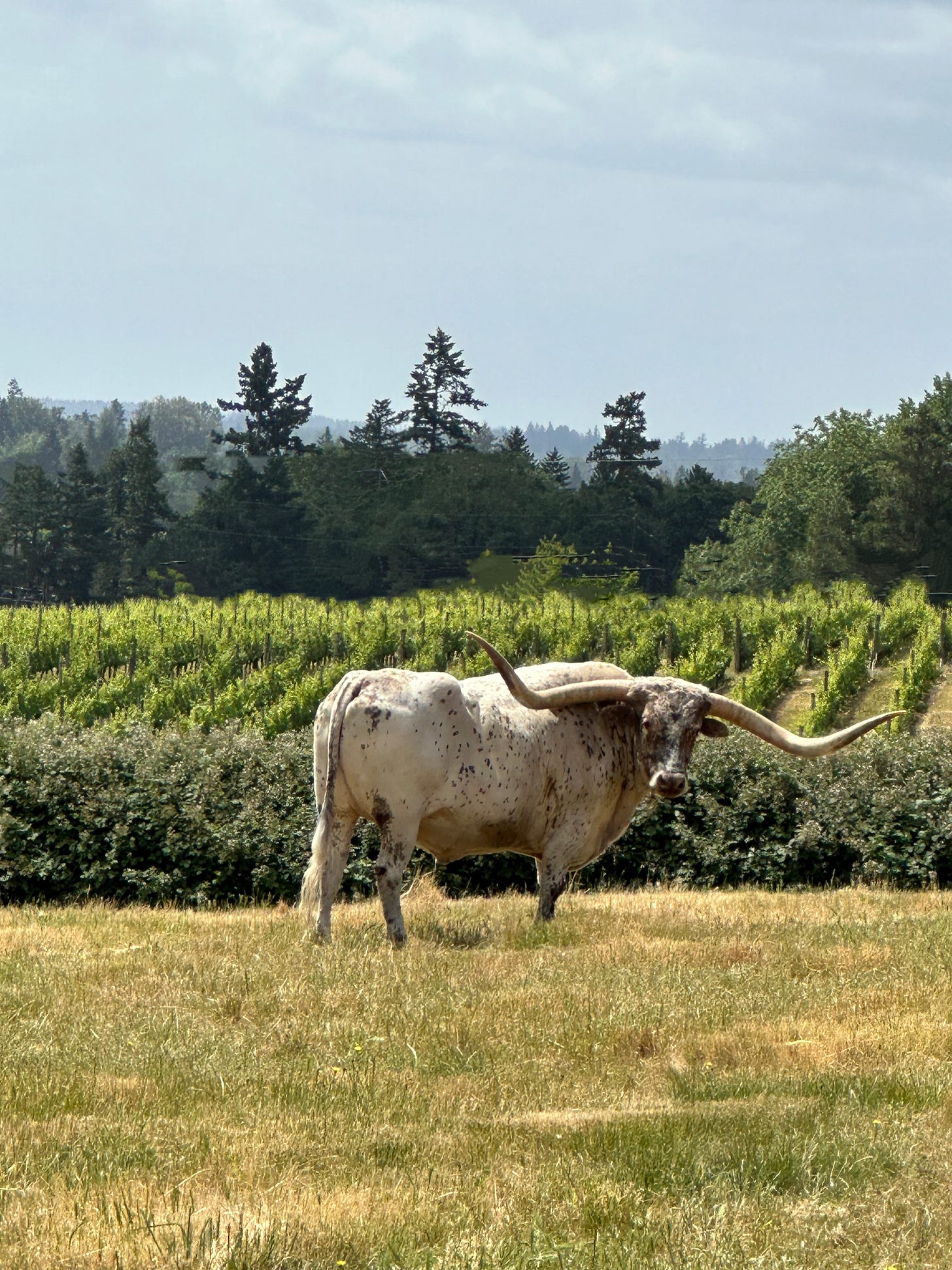 Longhorn steer in pasture near vineyard