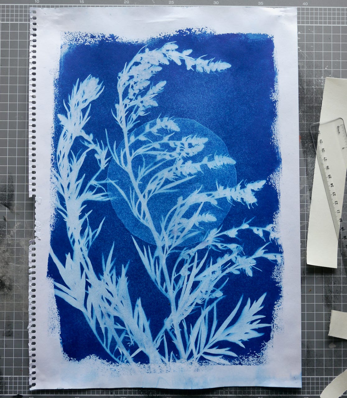 Mugwort (Artemisia verlotiorum) budding and about to flower, cyanotype. Dark moon, last day of 2024