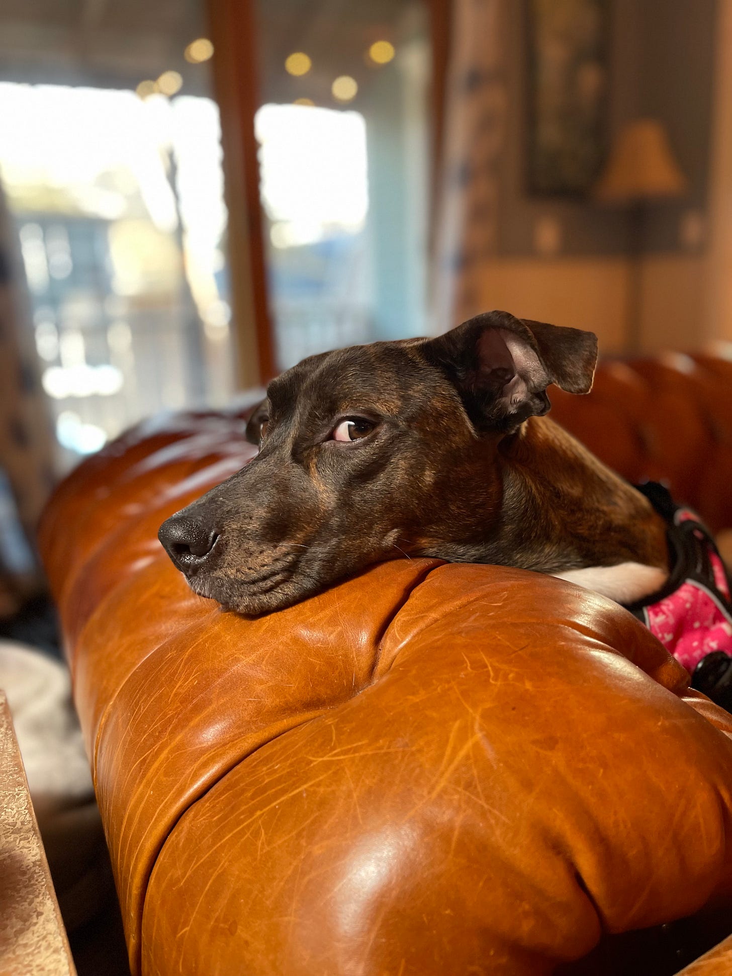 dog on couch giving heavy side eye