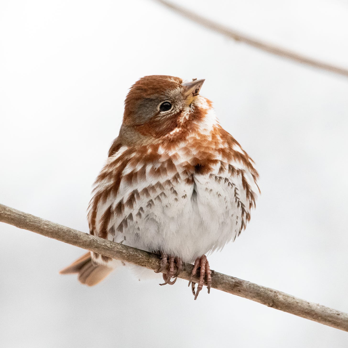 A vividly red fox sparrow perched on a slanting twig, its head cocked to one side as it looks upward