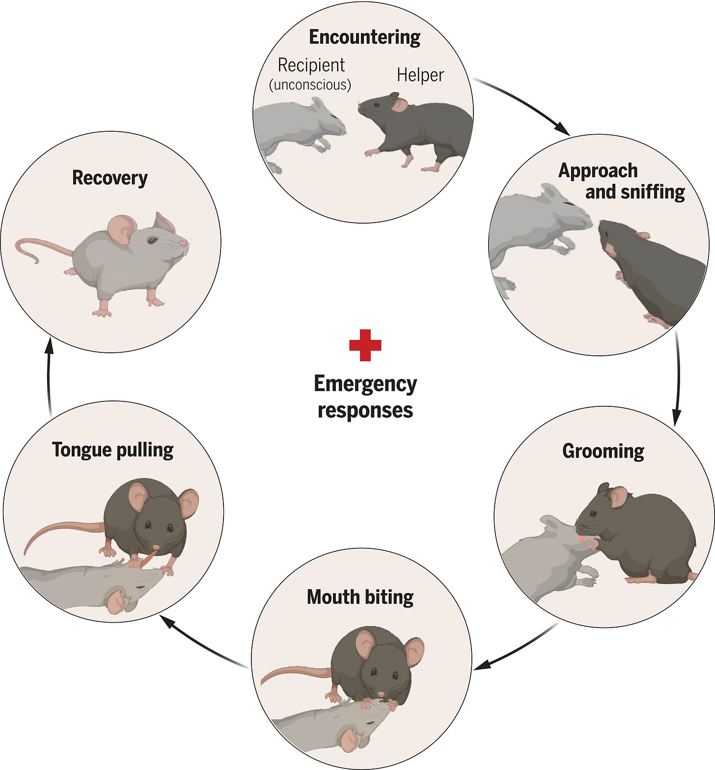 Un diagramma circolare illustra le risposte di emergenza nei topi quando incontrano un compagno incosciente. Il ciclo inizia con un topo helper che si avvicina e annusa il topo incosciente (recipient). Successivamente, il topo helper passa alla pulizia reciproca (grooming), poi a comportamenti più intensi come mordere la bocca (mouth biting) e tirare la lingua (tongue pulling). Queste azioni sembrano favorire il recupero del topo incosciente, completando il ciclo. Al centro del diagramma è presente una croce rossa con la scritta "Emergency responses". Un diagramma circolare illustra le risposte di emergenza nei topi quando incontrano un compagno incosciente. Il ciclo inizia con un topo helper che si avvicina e annusa il topo incosciente (recipient). Successivamente, il topo helper passa alla pulizia reciproca (grooming), poi a comportamenti più intensi come mordere la bocca (mouth biting) e tirare la lingua (tongue pulling). Queste azioni sembrano favorire il recupero del topo incosciente, completando il ciclo. Al centro del diagramma è presente una croce rossa con la scritta "Emergency responses".