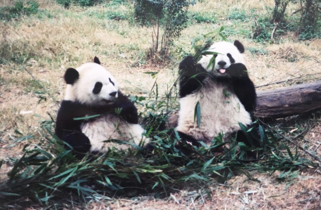 Chengdu China Panda Bears