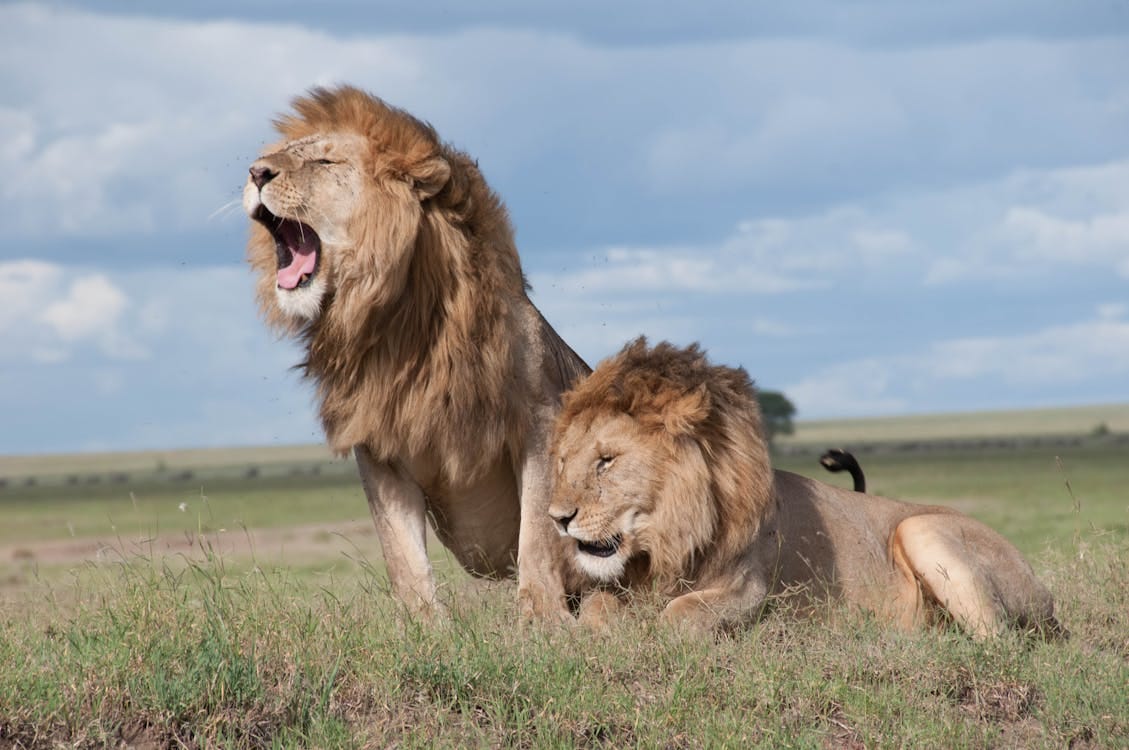 Free Two majestic lions roaring and relaxing in the vast savanna of Tanzania, showcasing wildlife in their natural habitat. Stock Photo