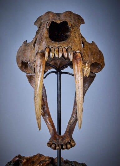 Saber-Toothed "Tiger" Skull | Natural History, including Gorgosaurus | 2022  | Sotheby's