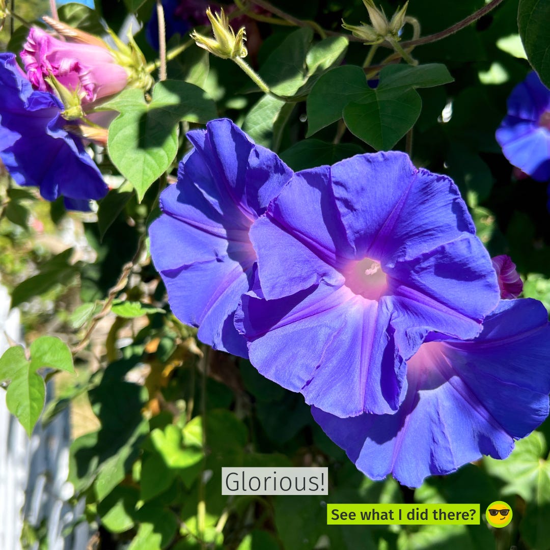 morning glories