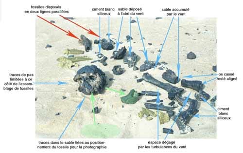 Beauvilain's photo of Toumai discovery