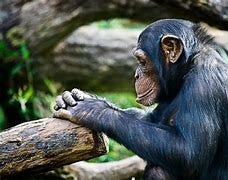 Image result for primate primates intelligent behavior intelligence mind