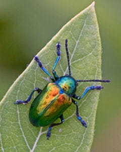 Beautiful multicolored dogbane beetle.