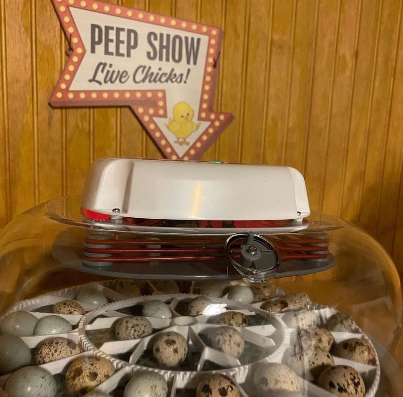 a dome incubator full of quail eggs with a sign above it that says "peep show live chicks!"