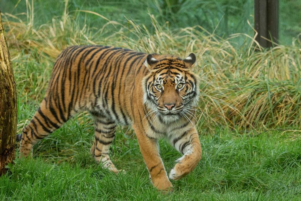 Sumatran tigers | London Zoo