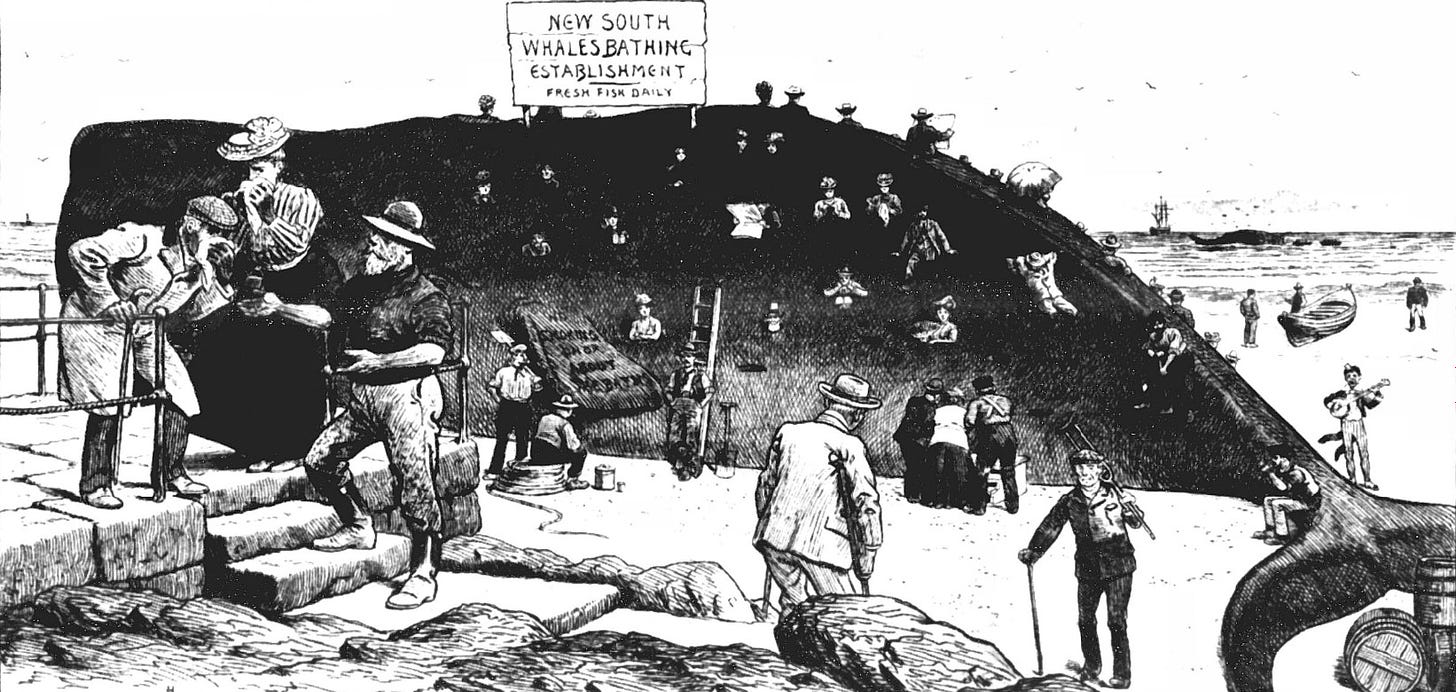A black and white newspaper cartoon showing a large dead whale with at least 20 people on or in its flesh. In the foreground, a man walks with a crutch. Two men and one woman stand with handkerchiefs over their noses. In the background is the sea, with a whaling ship on the horizon.