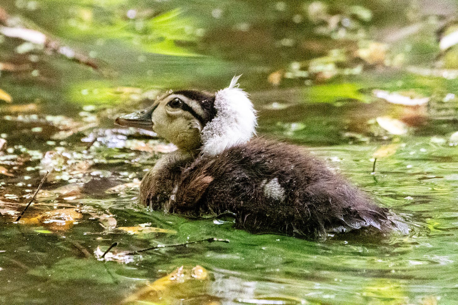 A wood duckling with white frizz on the back of its head looks up and to the left as it paddles ahead