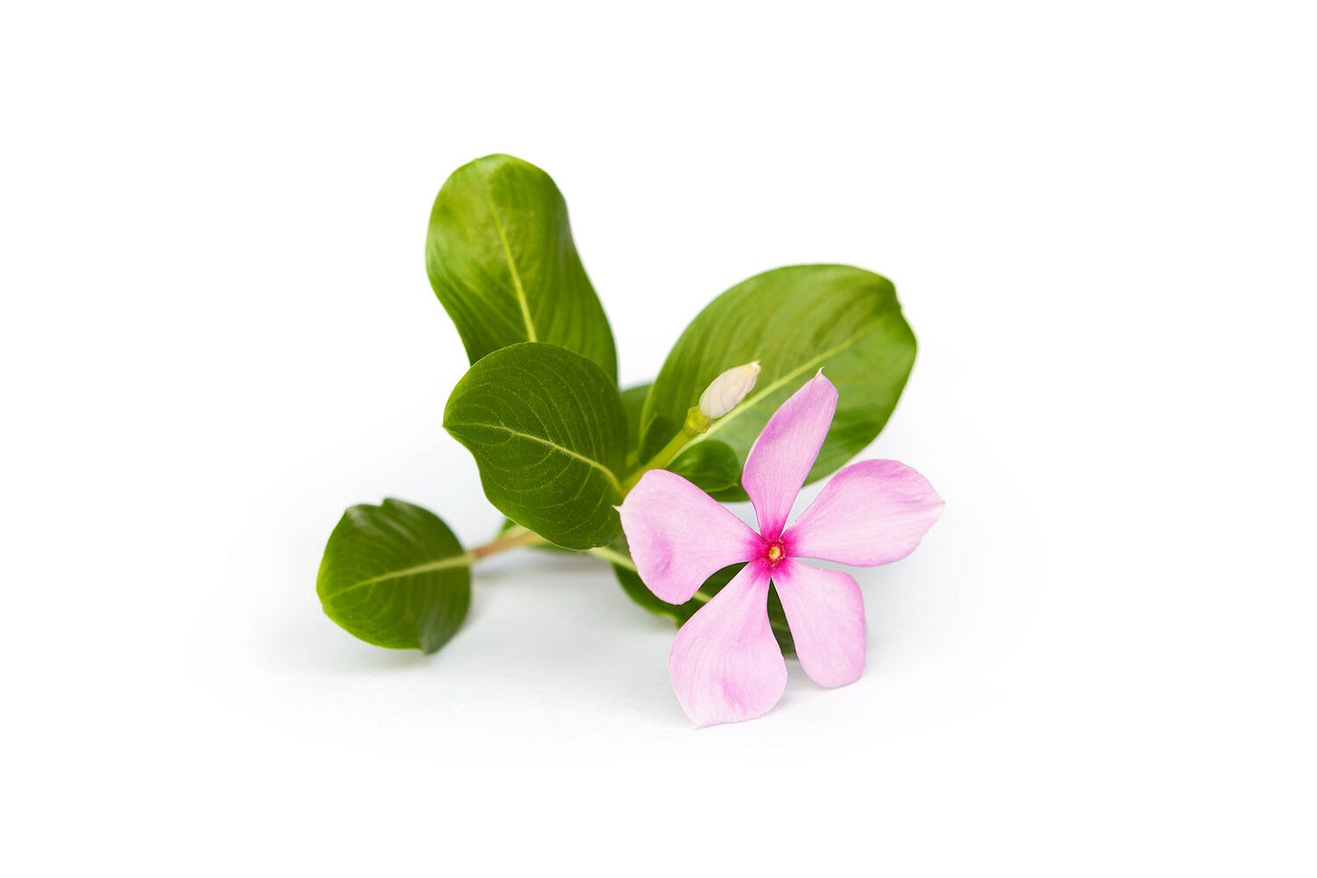 catharanthus roseus.jpeg