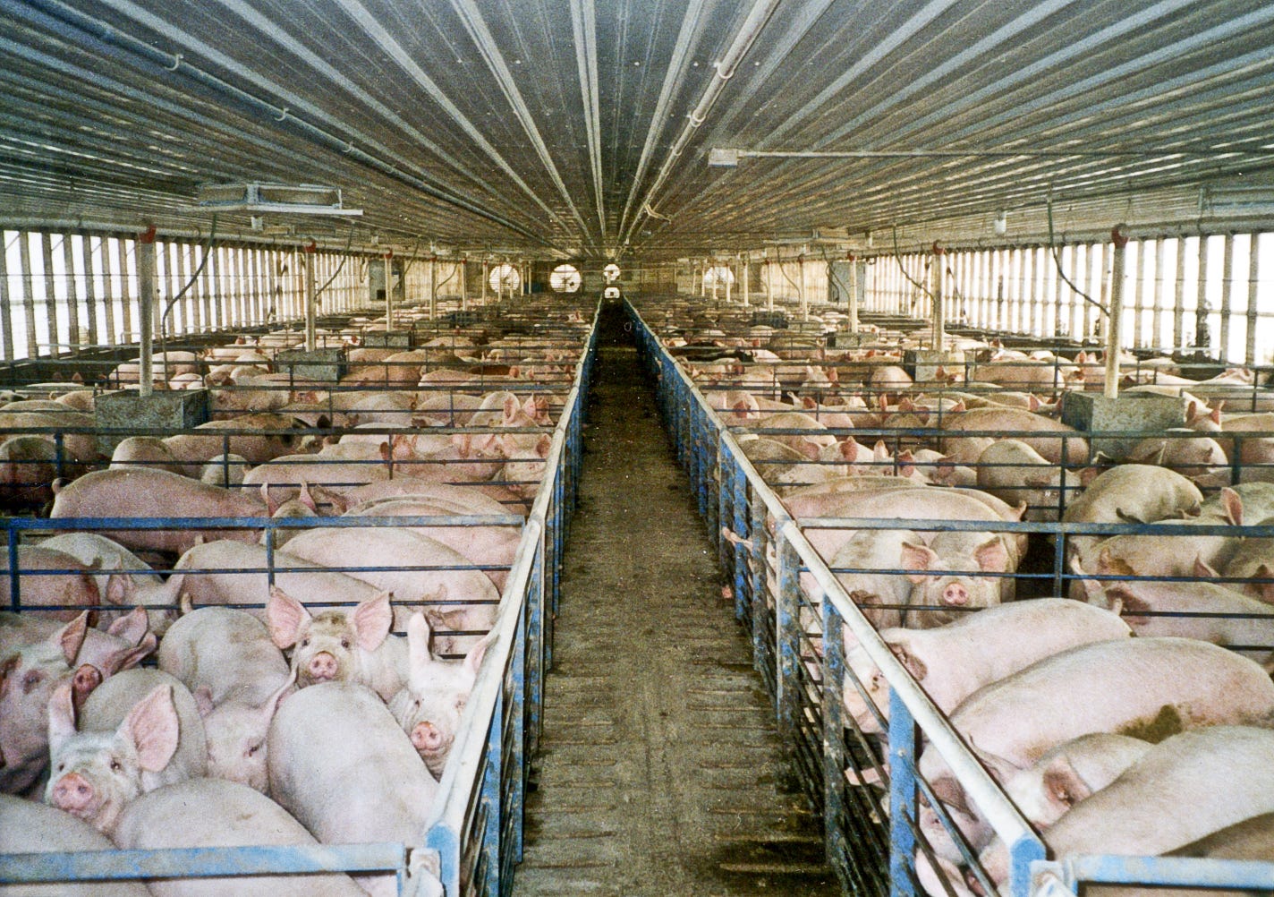 Factory Farms Expanding as Cruel, Unsustainable Industrial Agriculture  Dominates the U.S. Food System