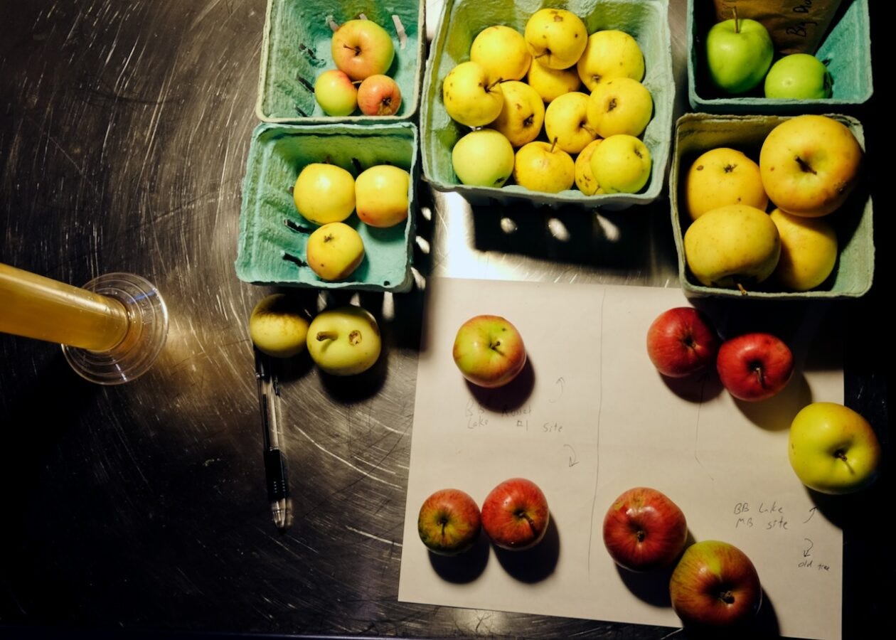 Wild seedling and un-sprayed orchard apples on the workbench of Teddy Weber of Tin Hat Cider in Roxbury, Vt. Wild seedling and un-sprayed orchard apples on the workbench of Teddy Weber of Tin Hat Cider in Roxbury, Vt.