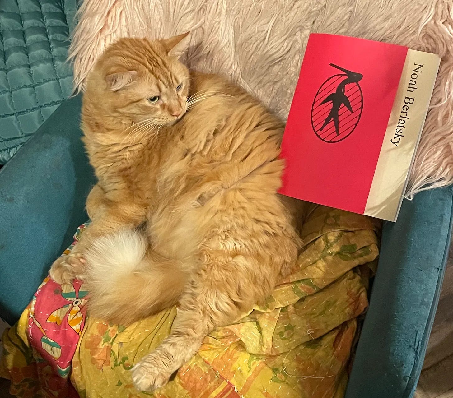 giant orange floof in chair looking suspiciously at my poetry chapbook