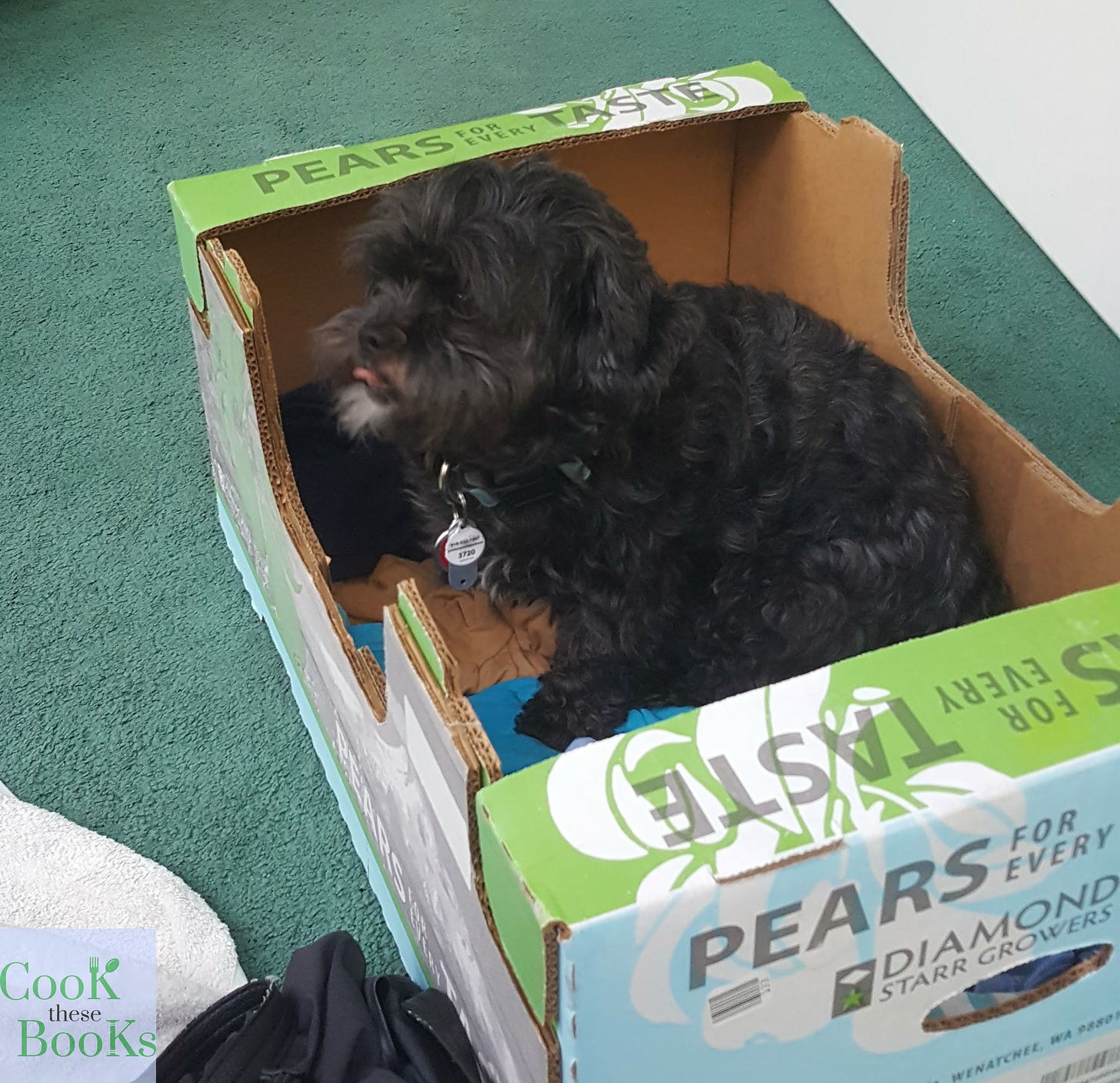 Dog taking refuge in a fruit box