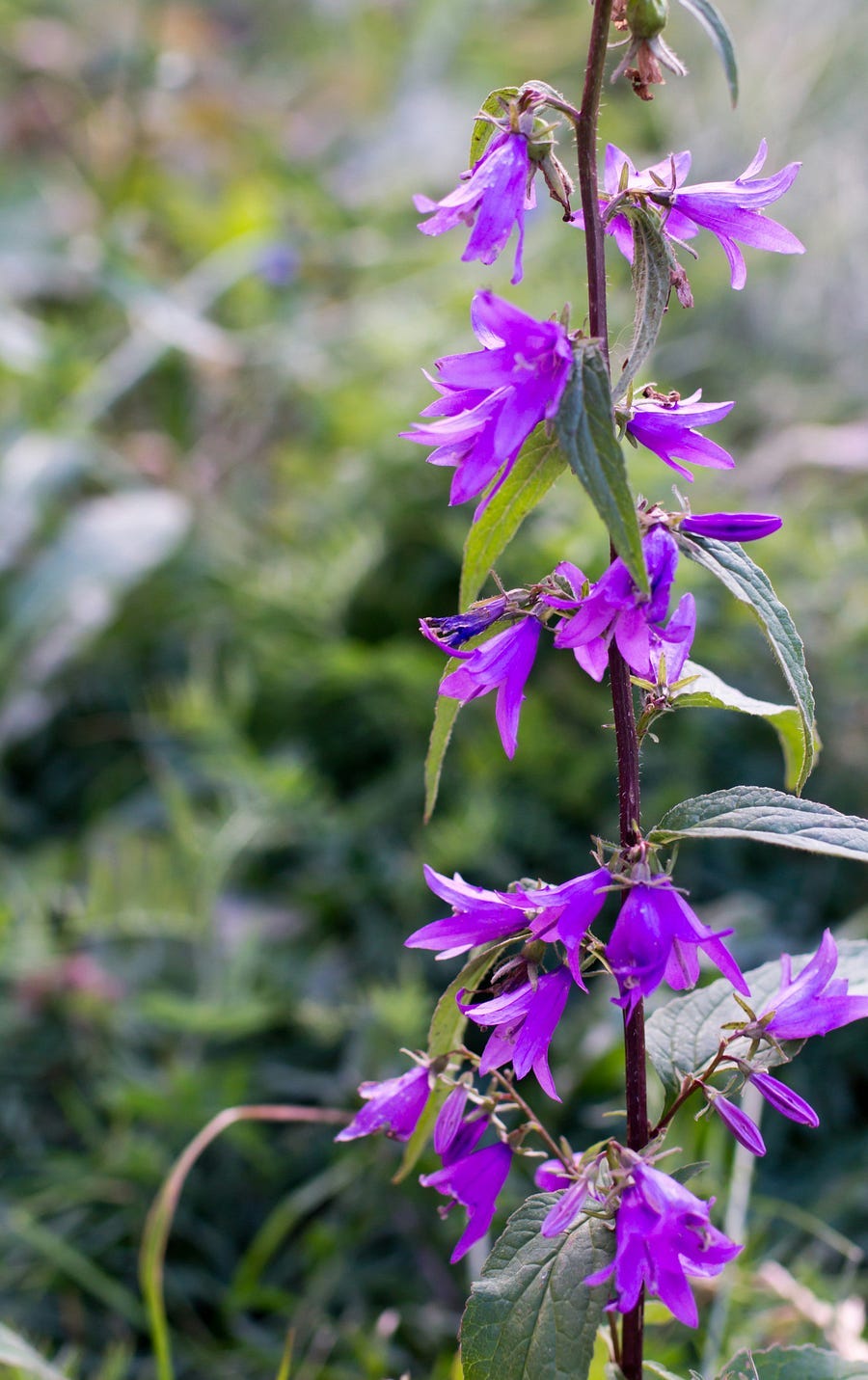 A large plant with purple flowers.