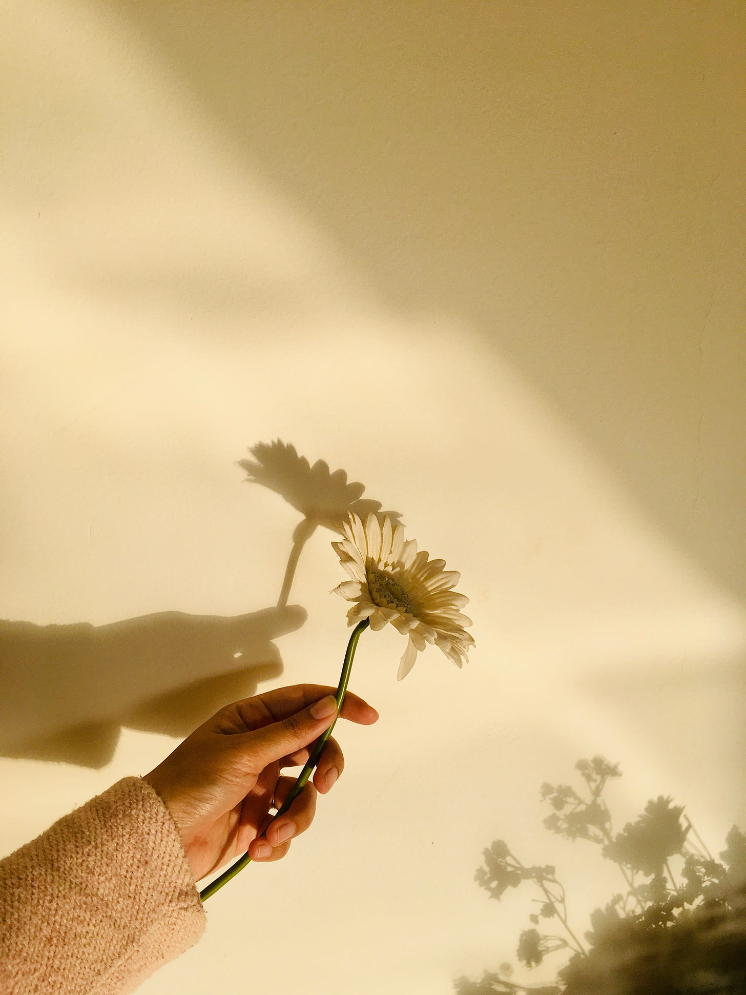 I delicate hand of a girl holding a white flower in the bright sunlight against the wall. The shadow of the flower and her hand falls on the wall making a contrast of light and dark.