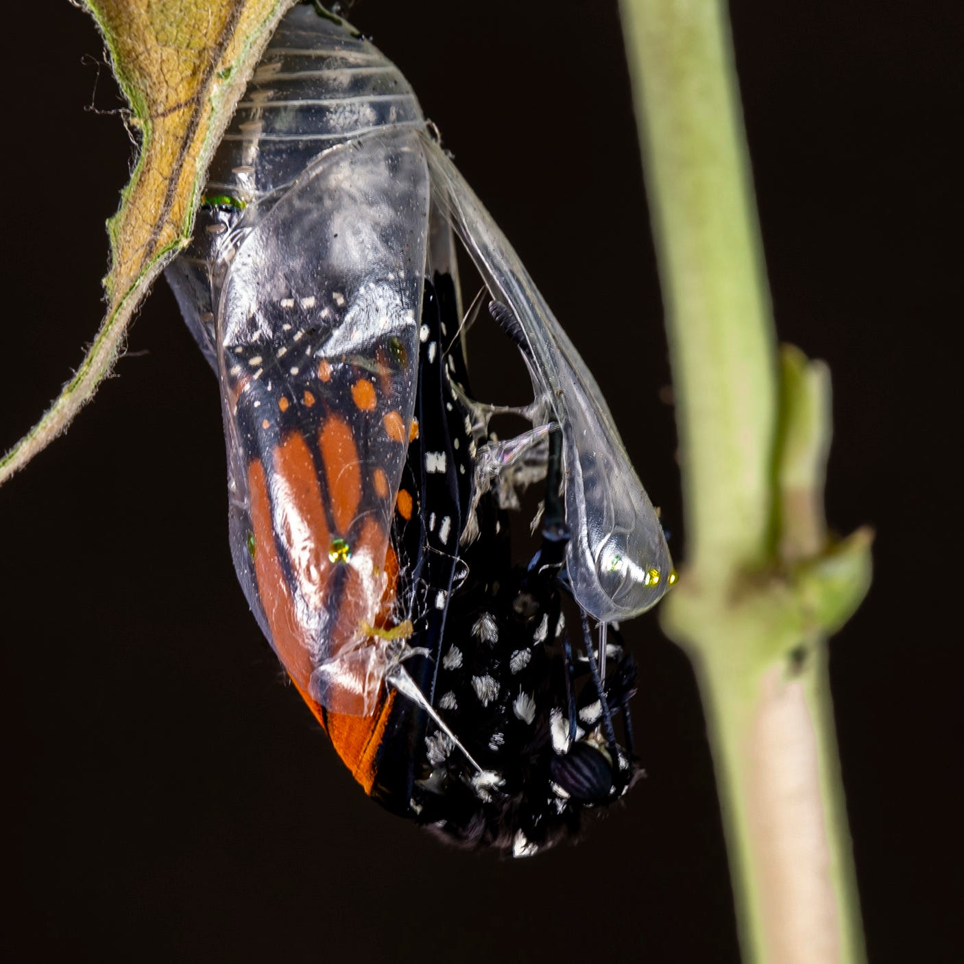 Monarch Butterfly Emerging from Chrysalis | North Dakota Game and Fish