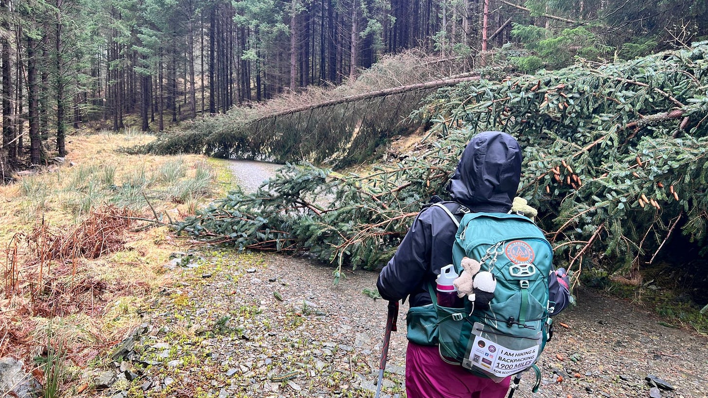 Some of the trees blocking the Rob Roy Way