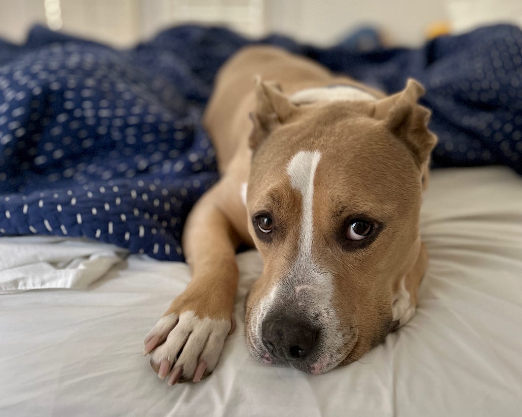 Elvis lying on a bed looking at the camera