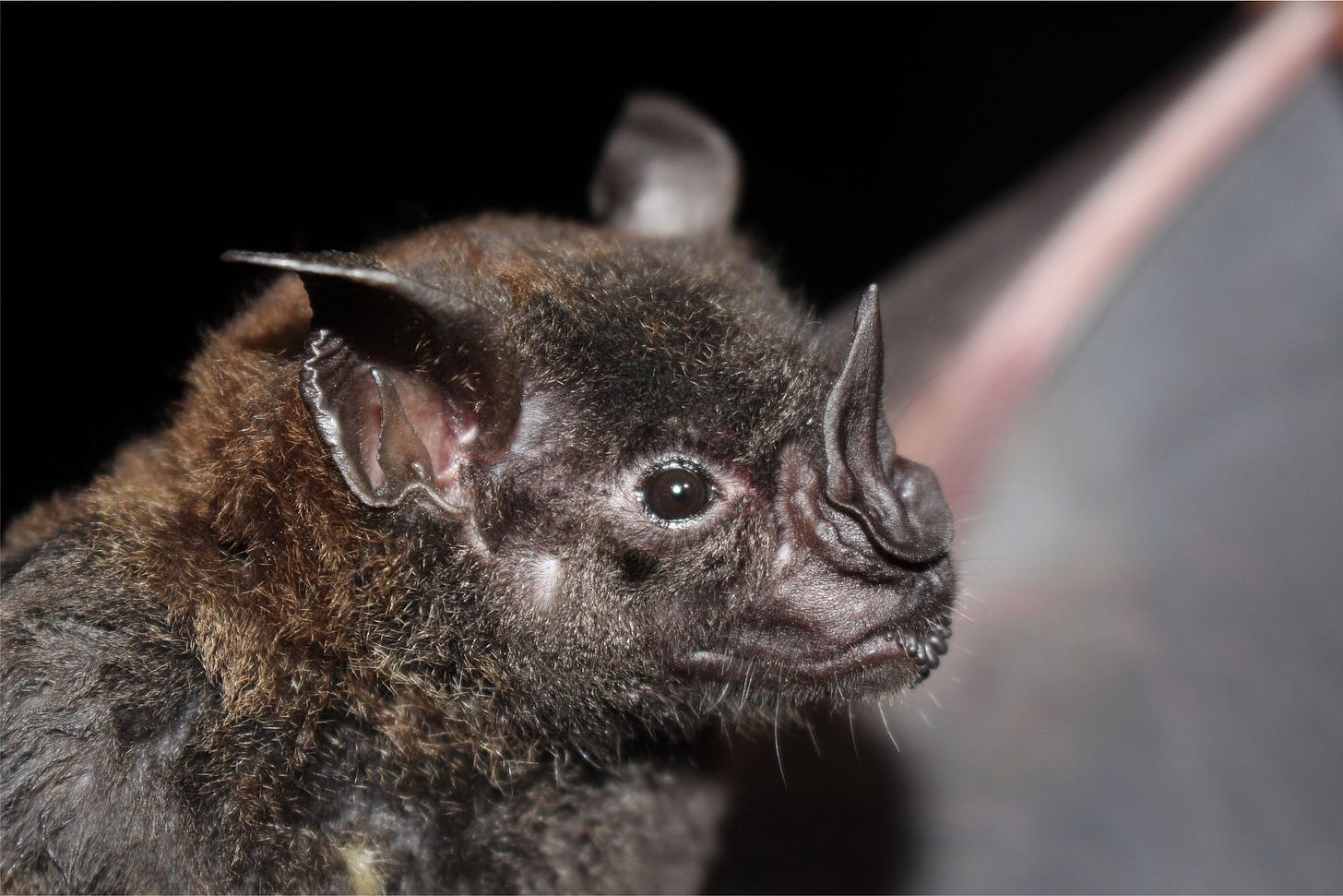 close-up of a bat's face 