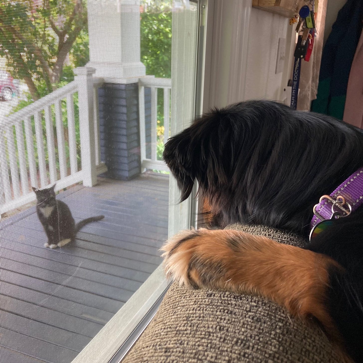 Dog inside the house looking out the window at cat staring at her