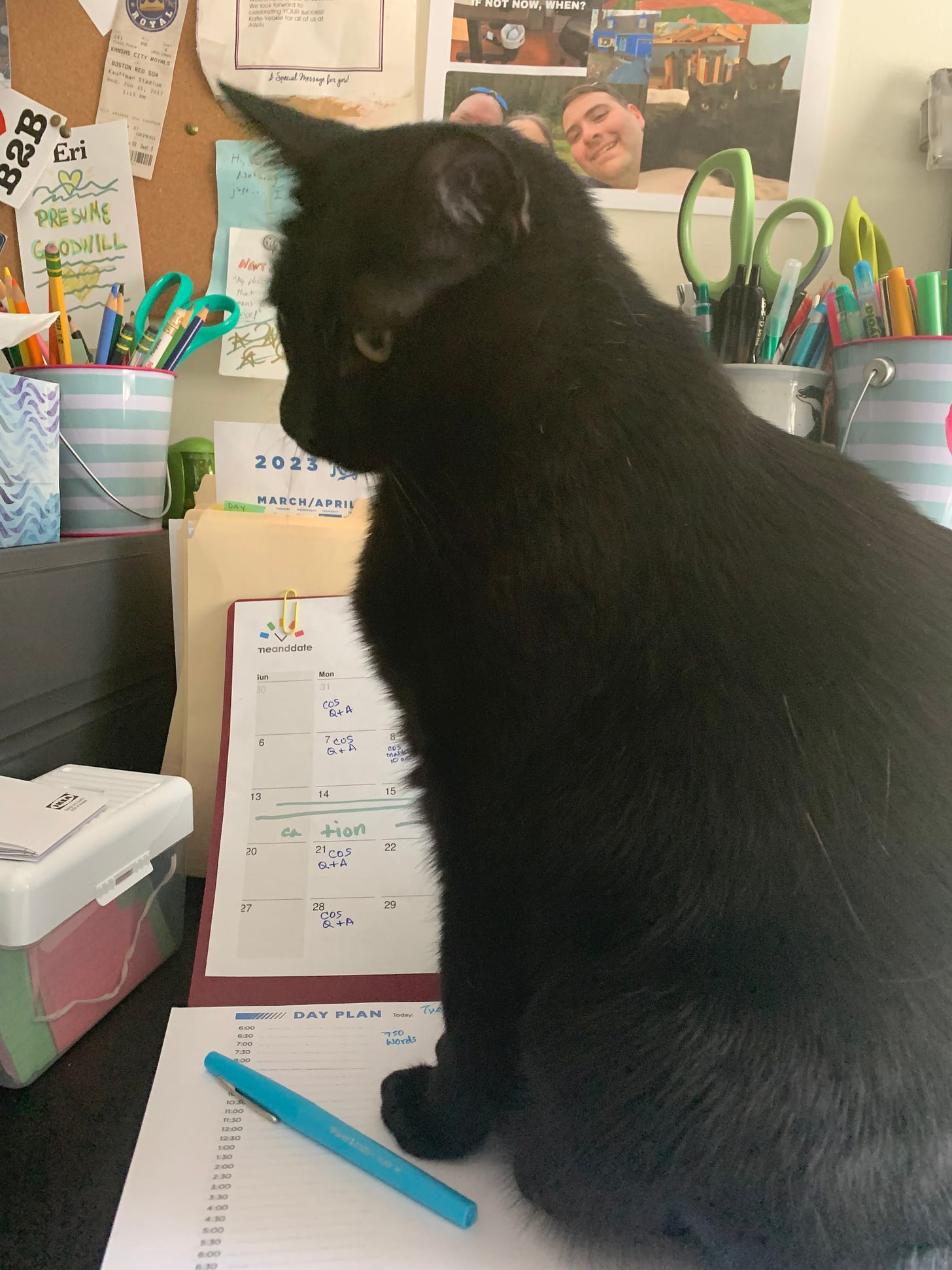A black cat is on top of a day planner. There are office supplies and bulleting boards in the background.