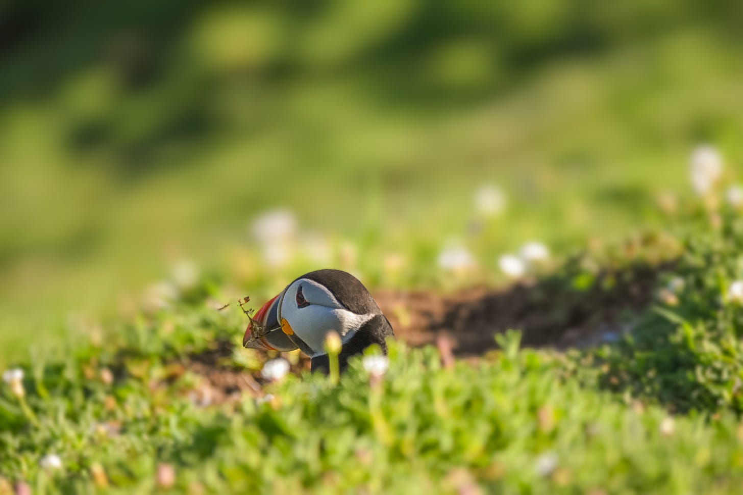 Grass offering