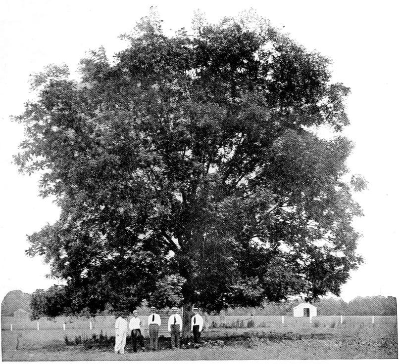 Five men standing before gigantic pecan tree