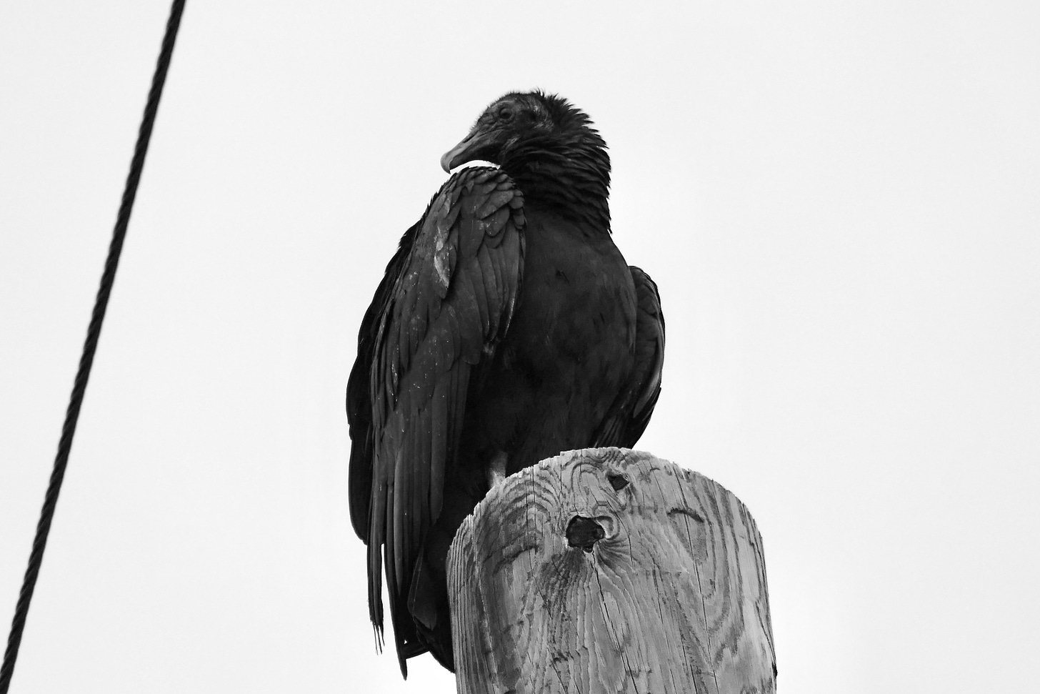 Black and white photo of vulture on a telephone bowl