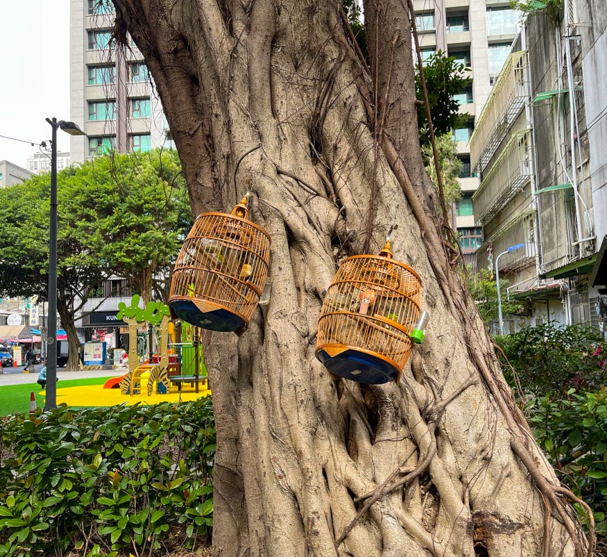 Two bird cages hang askew on a large tree in a park in Taipei’s Zhongshan neighborhood