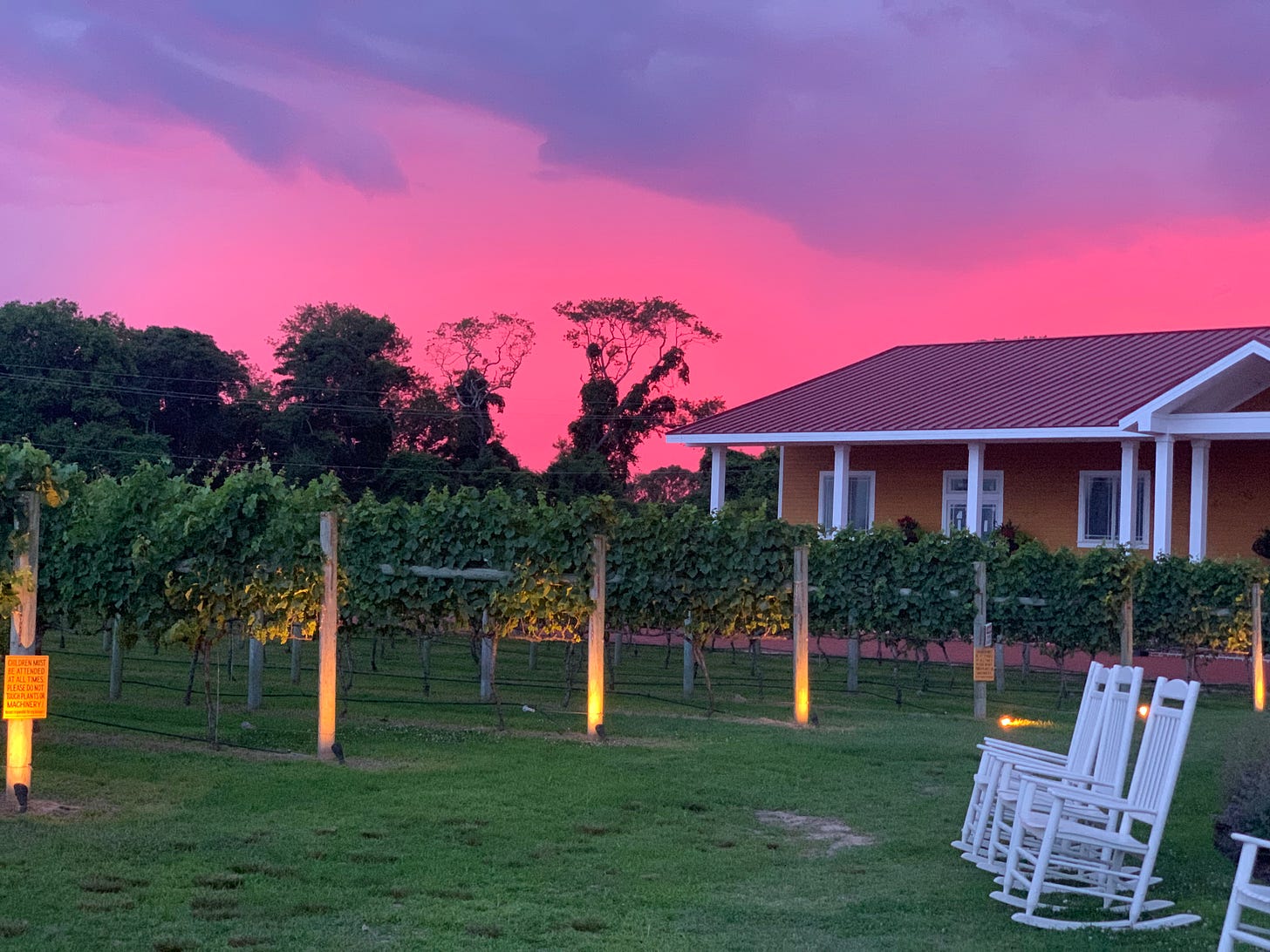 Grape vines with a bright pink and purple sunset