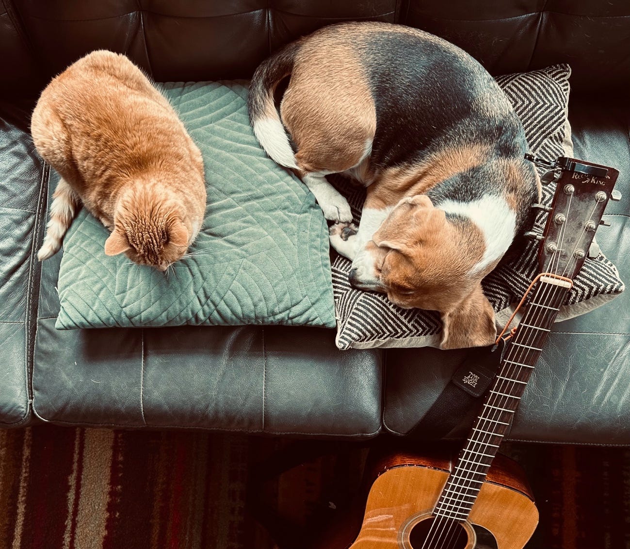 A cat and dog lying on a couch

Description automatically generated